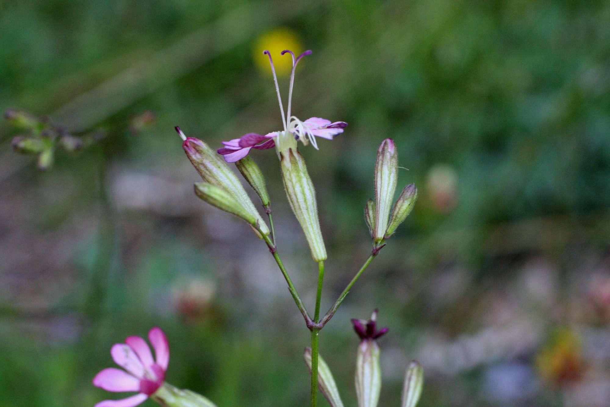 Da identificare 7 - Silene cfr. italica